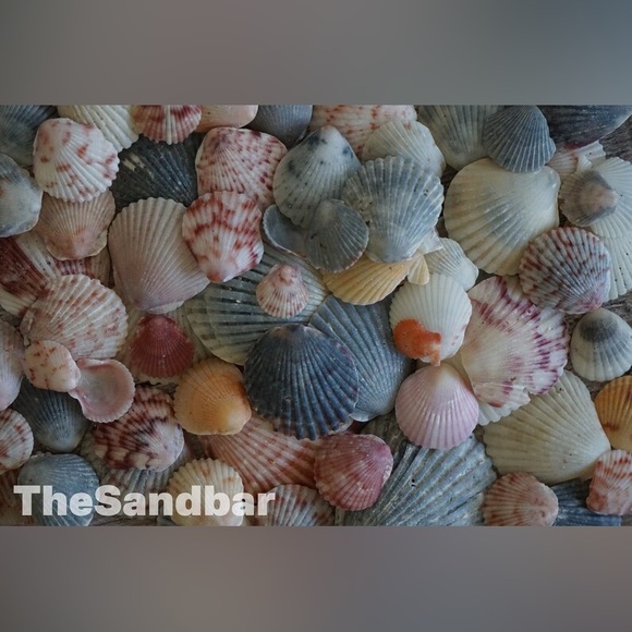 50 Bulk Florida Seashells Cruelty Free Calico Scallops Pink Gray TheSandbar - Picture 5 of 6